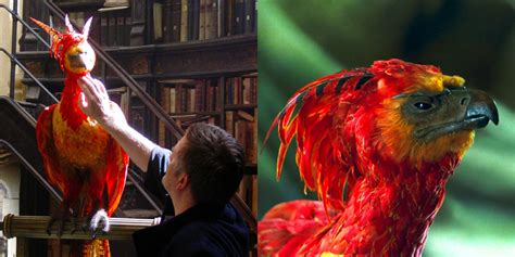 Phoenix Harry Potter Fawkes: Exploring Fawkes the.